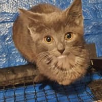 Photo of Primrose ** 2nd Chance Cát Rescue**