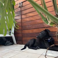 Photo of Toto   5 Month Old German Shepherd X