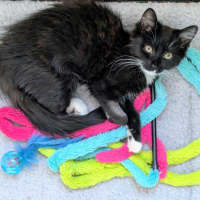 Photo of Opal *9 Lives Project Rescue*