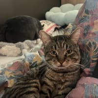 Photo of Moonface