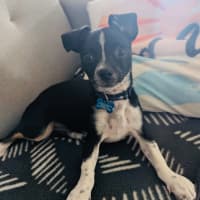 Photo of Ham
