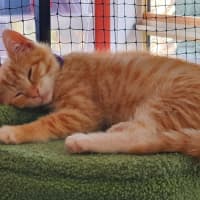 Photo of Lillee **2nd Chance Cat Rescue **