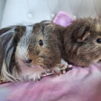 Photo of Wombat And Mohawk