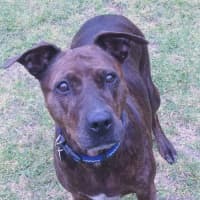 Photo of Jessica Rabbit