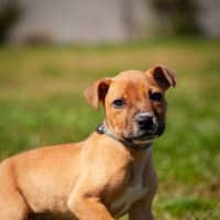 Photo of Bodhi