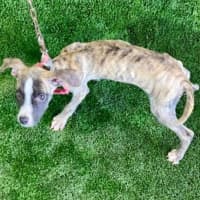 Photo of Adorable Pj