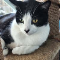 Photo of Clarabelle