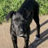 Photo of Kirby   8 Month Old, Male, Mixed Breed Puppy