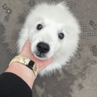 Photo of Cotton & Cloud