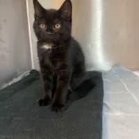 Photo of Sirius 