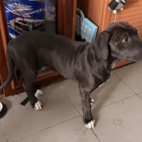 Photo of Onyx