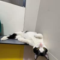 Photo of Zorro