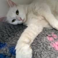 Photo of Marshmallow