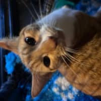 Photo of Ginja Ninja 🥷 