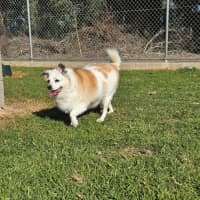 Photo of Rosie 