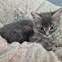 Photo of Misty