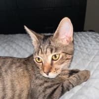 Photo of Teddy