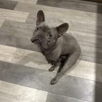 Photo of Theo   4 Year Old French Bulldog