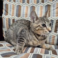 Photo of Pedro ** 2nd Chance Cat Rescue**