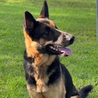 Photo of Bluey