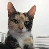 Photo of Hazel 