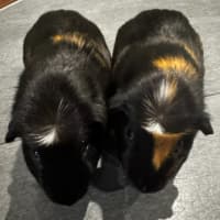 Photo of Domino & Fidget