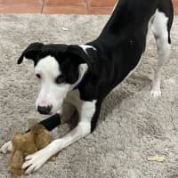 Photo of Oscar