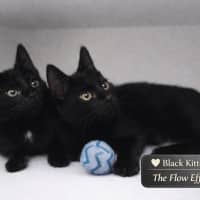 Photo of Leo And Luna 