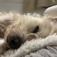 Photo of Tony