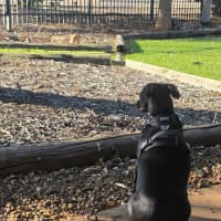Photo of Bessie