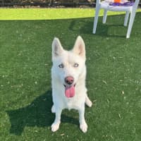 Photo of Honey Lemon Imp 2718