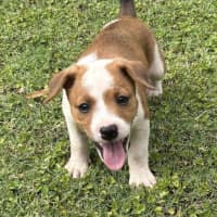 Photo of Piper