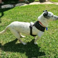 Photo of Clancy   10 Year Old Mixed Breed