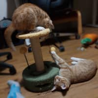 Photo of Maple Syrup