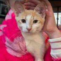 Photo of 🧡🧡 Cinnamon 🧡🧡