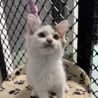 Photo of Tinkerbelle