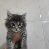 Photo of Bear