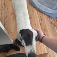 Photo of Bessie, The Greyhound