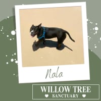 Photo of Nala