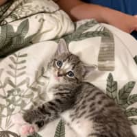 Photo of Dot