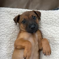 Photo of Fig   8 Week Old Cattle Dog X Staffy