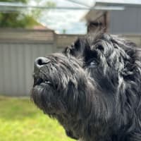 Photo of Bear   4 Year Old Cavoodle