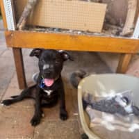 Photo of Mickey   14 Week Old Cattle Dog X Staffy