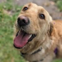 Photo of Honey