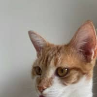 Photo of Jupiter