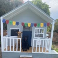 Photo of Skipper   3 Year Old Kelpie X (Trial)