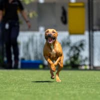 Photo of Cinnamon Imp 2558