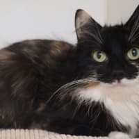 Photo of Princess 