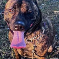 Photo of Trooper