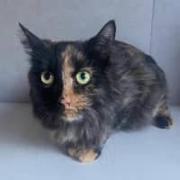 Photo of 10993   Kahvi